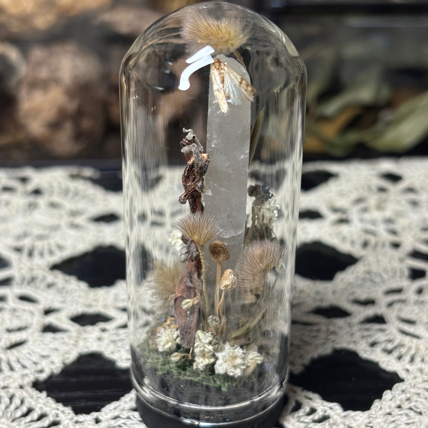 baby crested gecko dome shrine