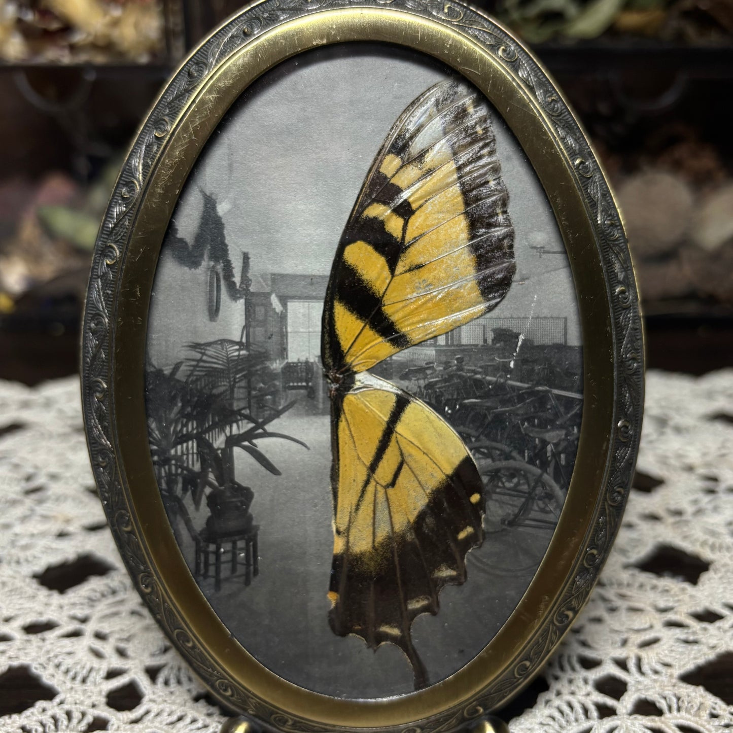 tiger swallowtail wings vintage frame