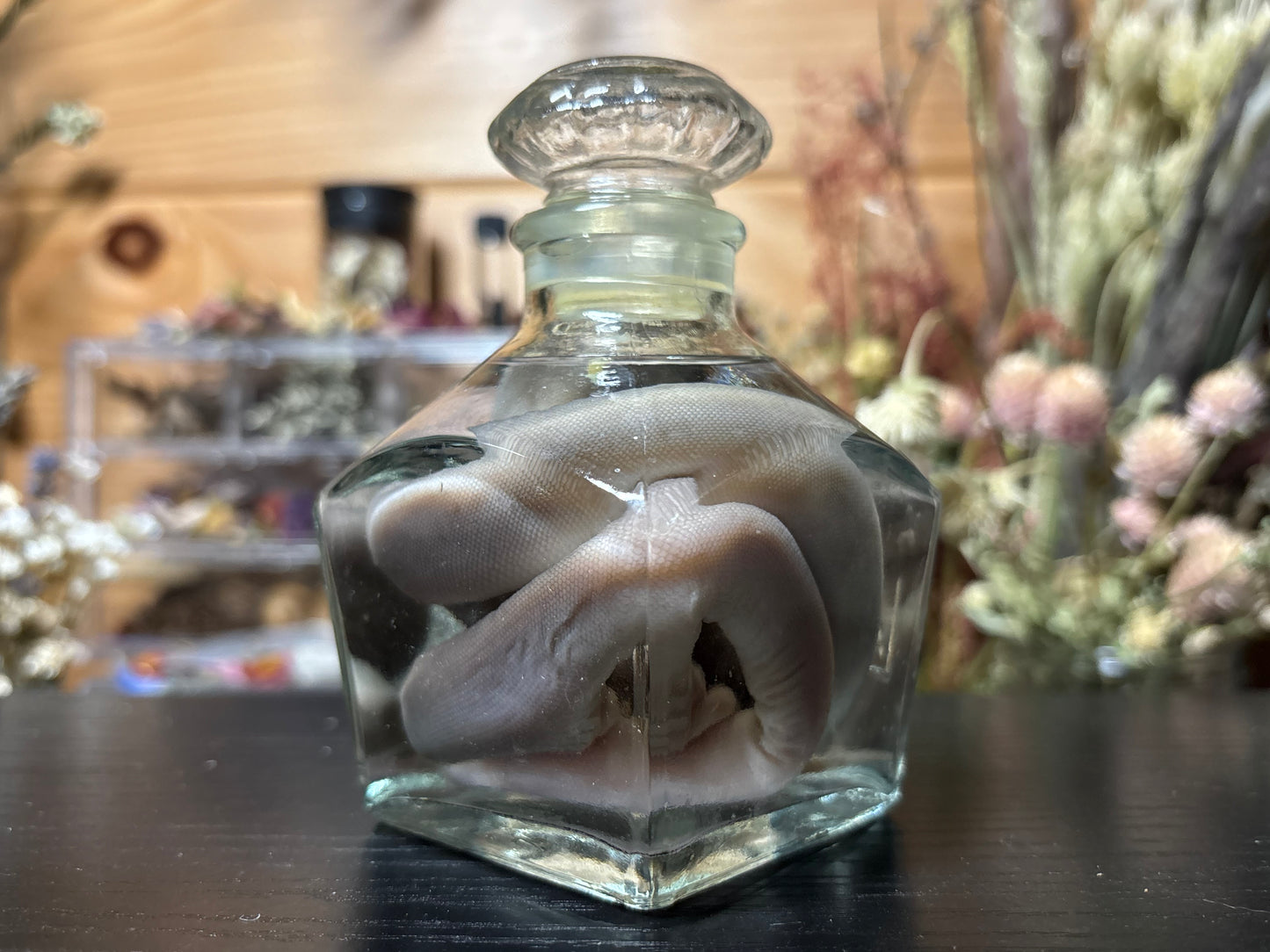 stillborn patternless reticulated python wet specimen