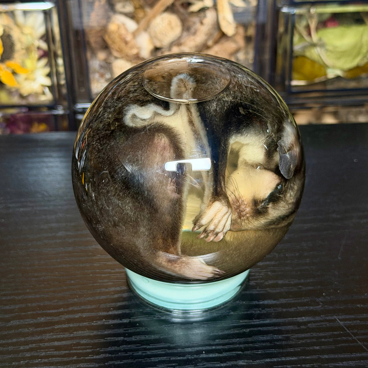 sugar glider globe wet specimen