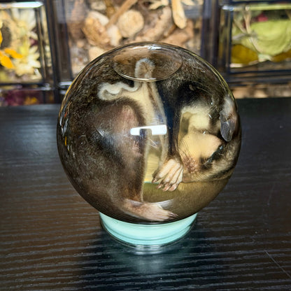 sugar glider globe wet specimen