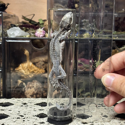 jarred mummified specimens