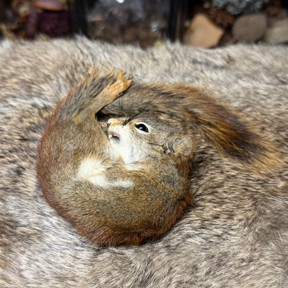 mummified pine squirrel