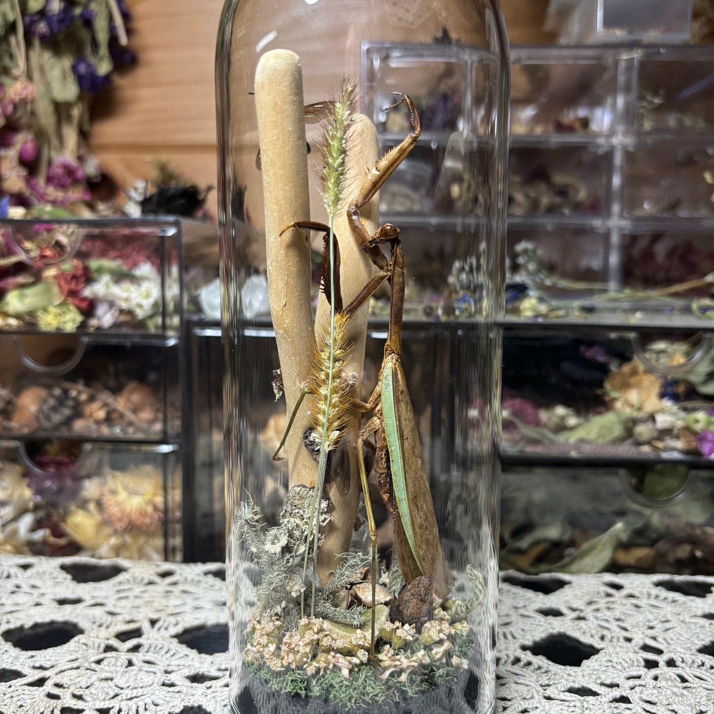 adult chinese praying mantis dome shrine