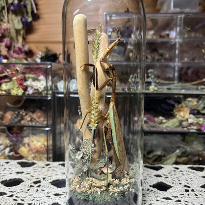 adult chinese praying mantis dome shrine