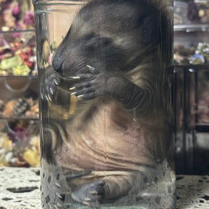 fuzzy baby raccoon wet specimen