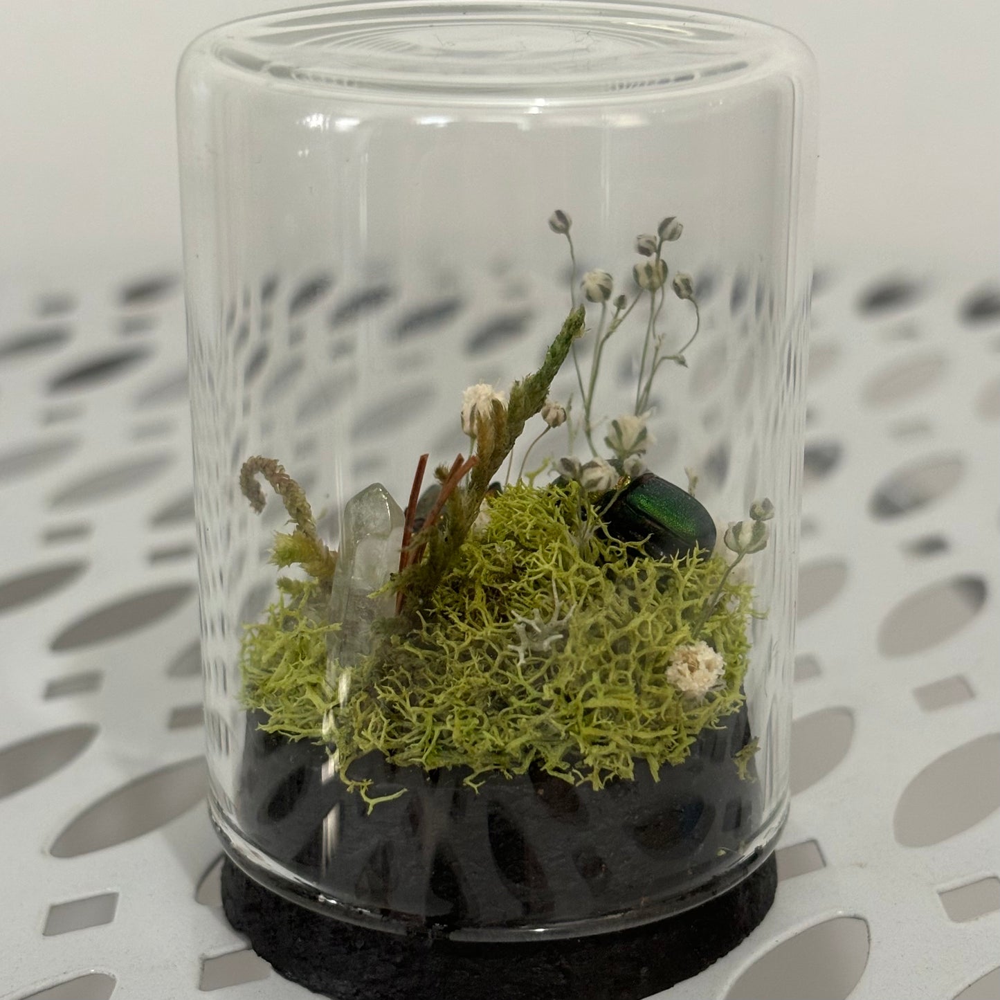 Dung Beetle Pair Display in Jar