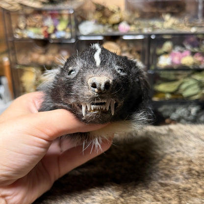 mummified skunk head