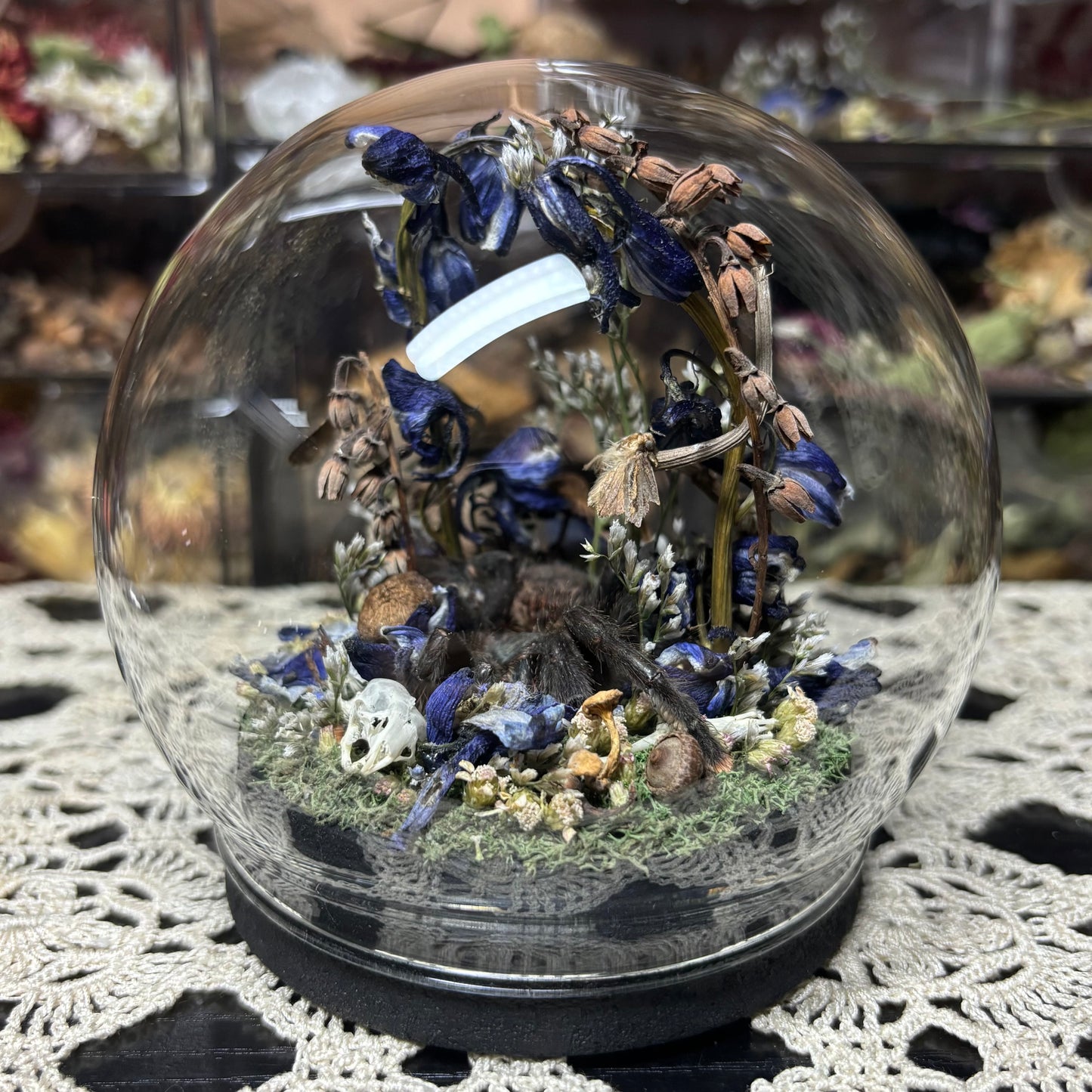 greenbottle blue tarantula globe shrine