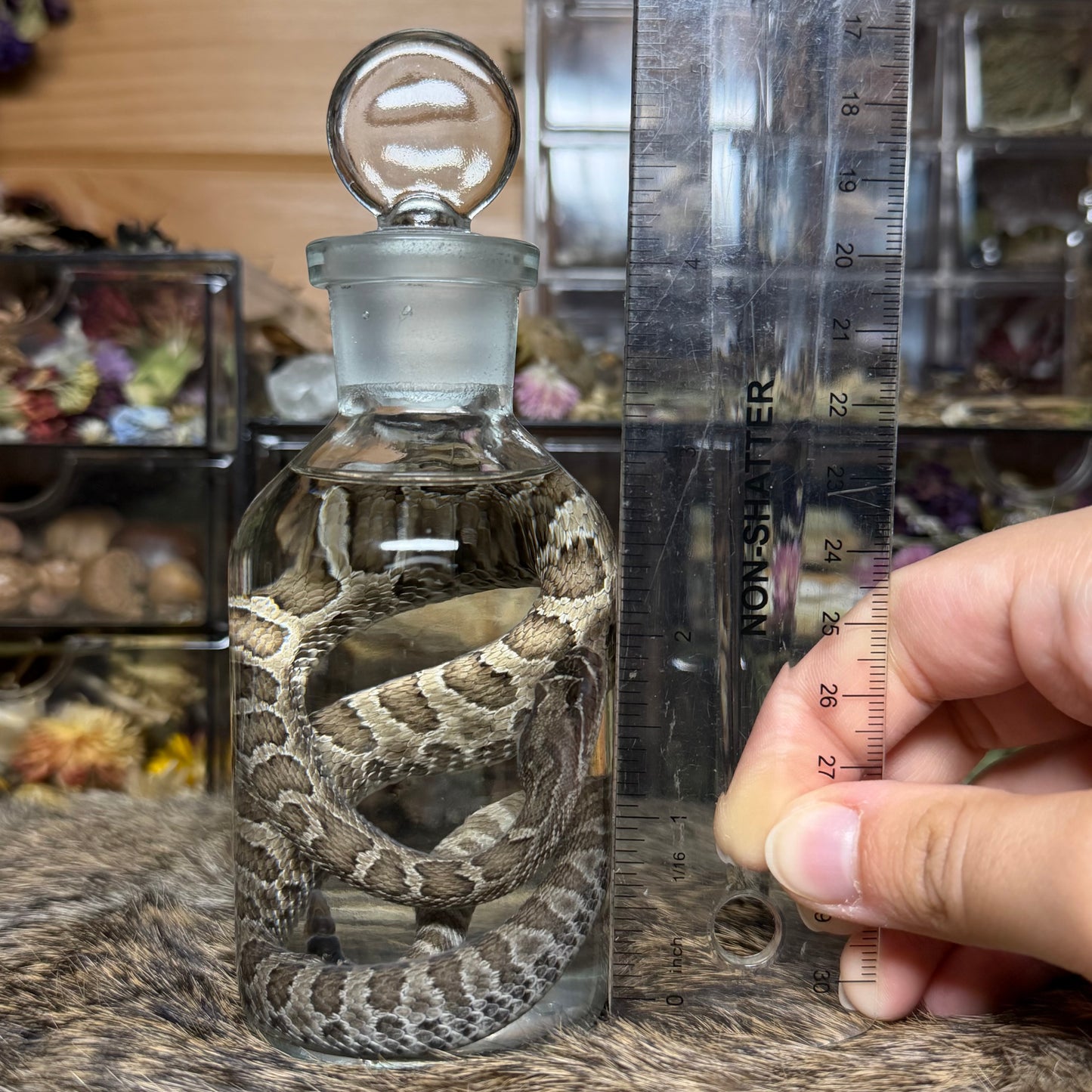 baby prairie rattlesnake wet specimen