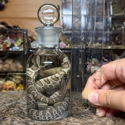 baby prairie rattlesnake wet specimen