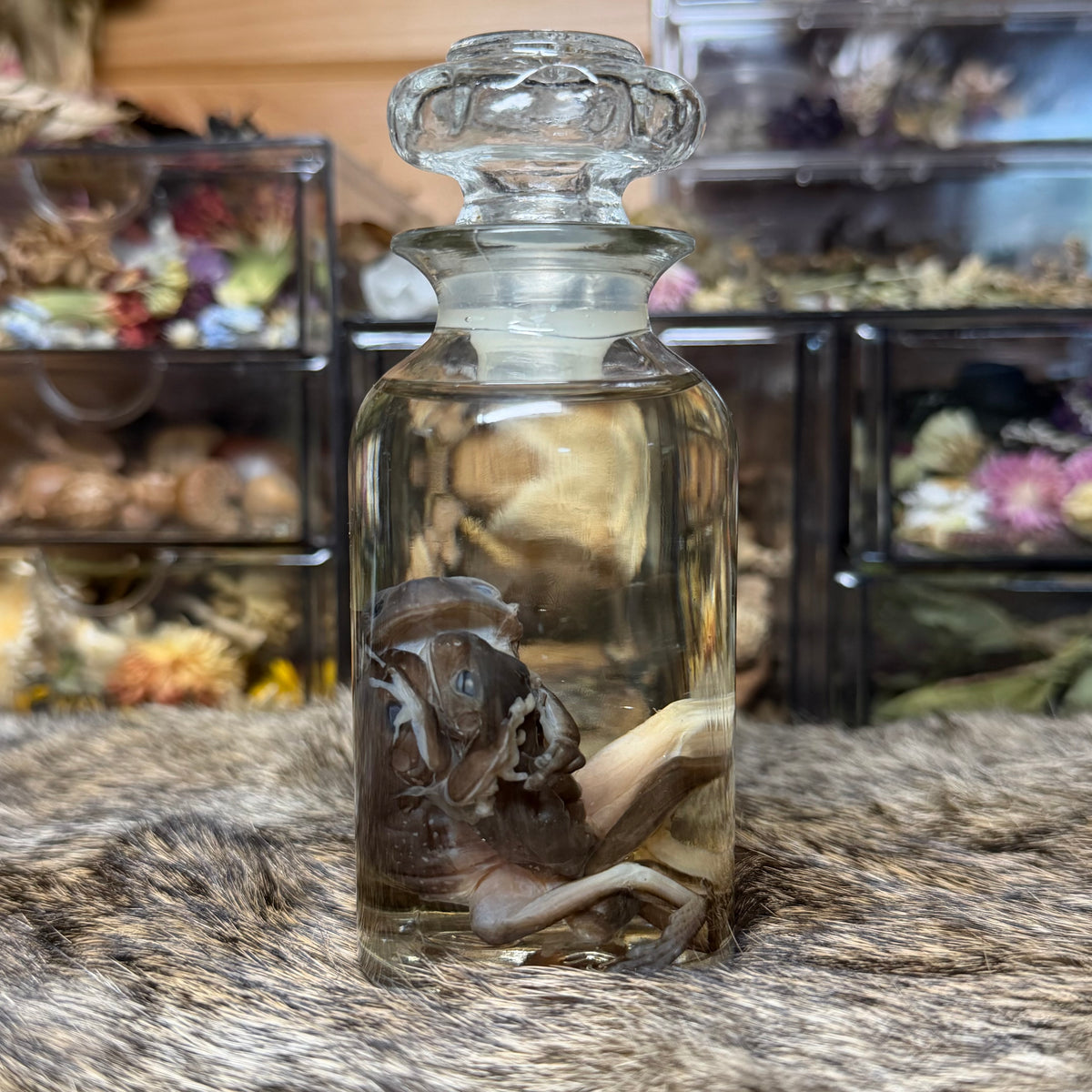 “the embrace” tree frog trio wet specimens