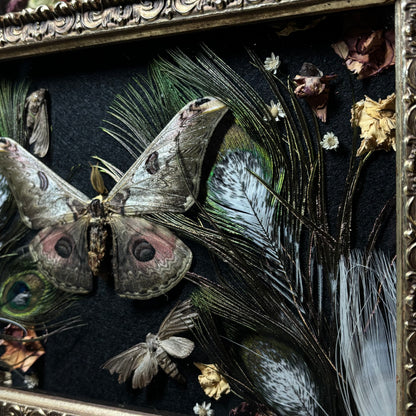 saturnia silk moth & pied peacock feathers vintage frame