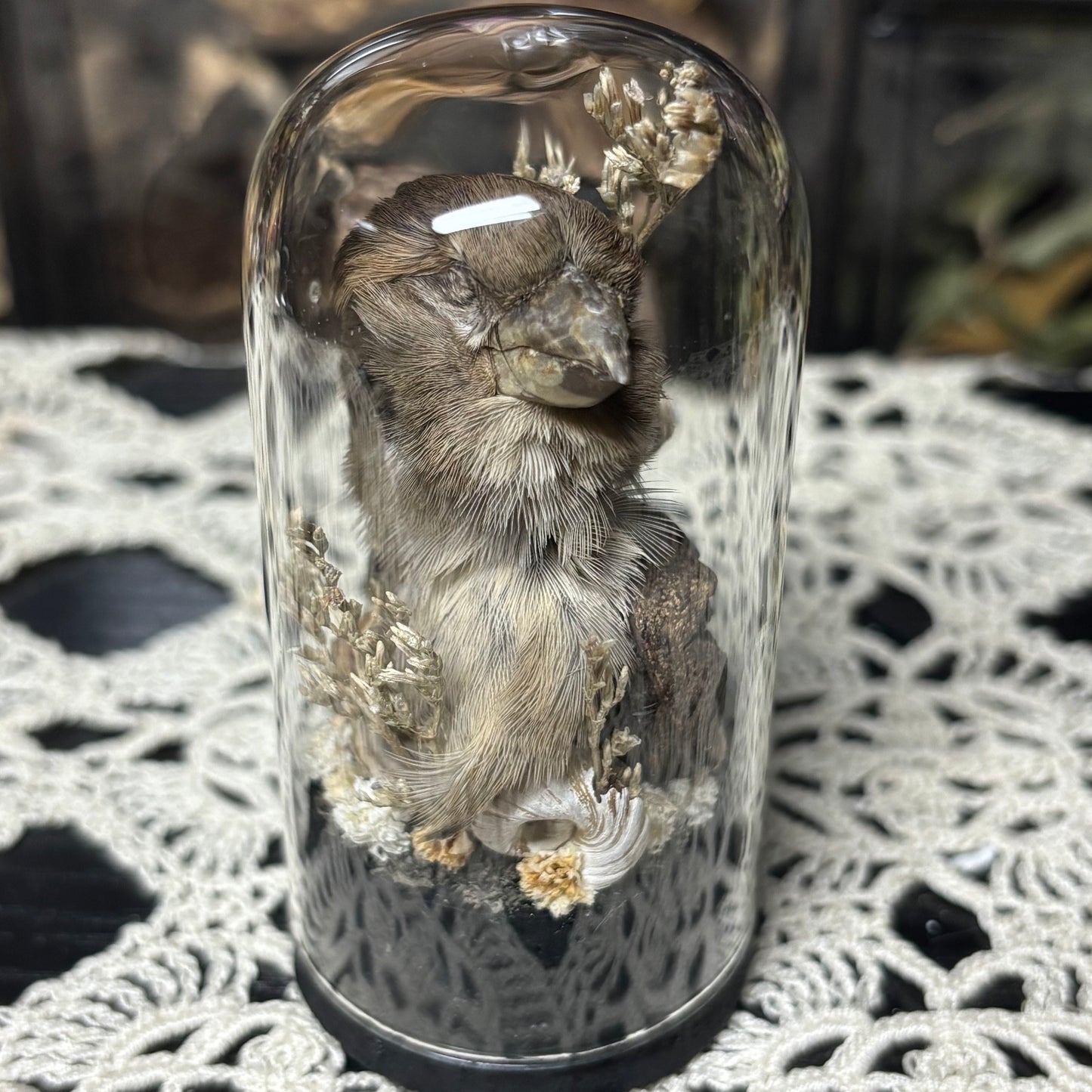 house sparrow head dome