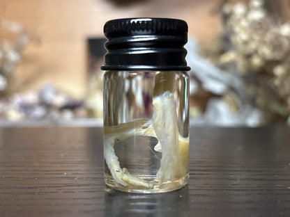 leftover umbilical cord wet specimens