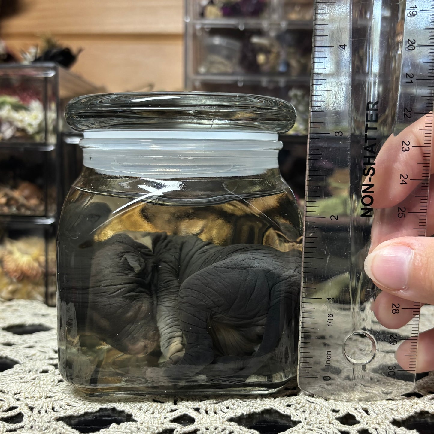 newborn hairless chinese crested puppy