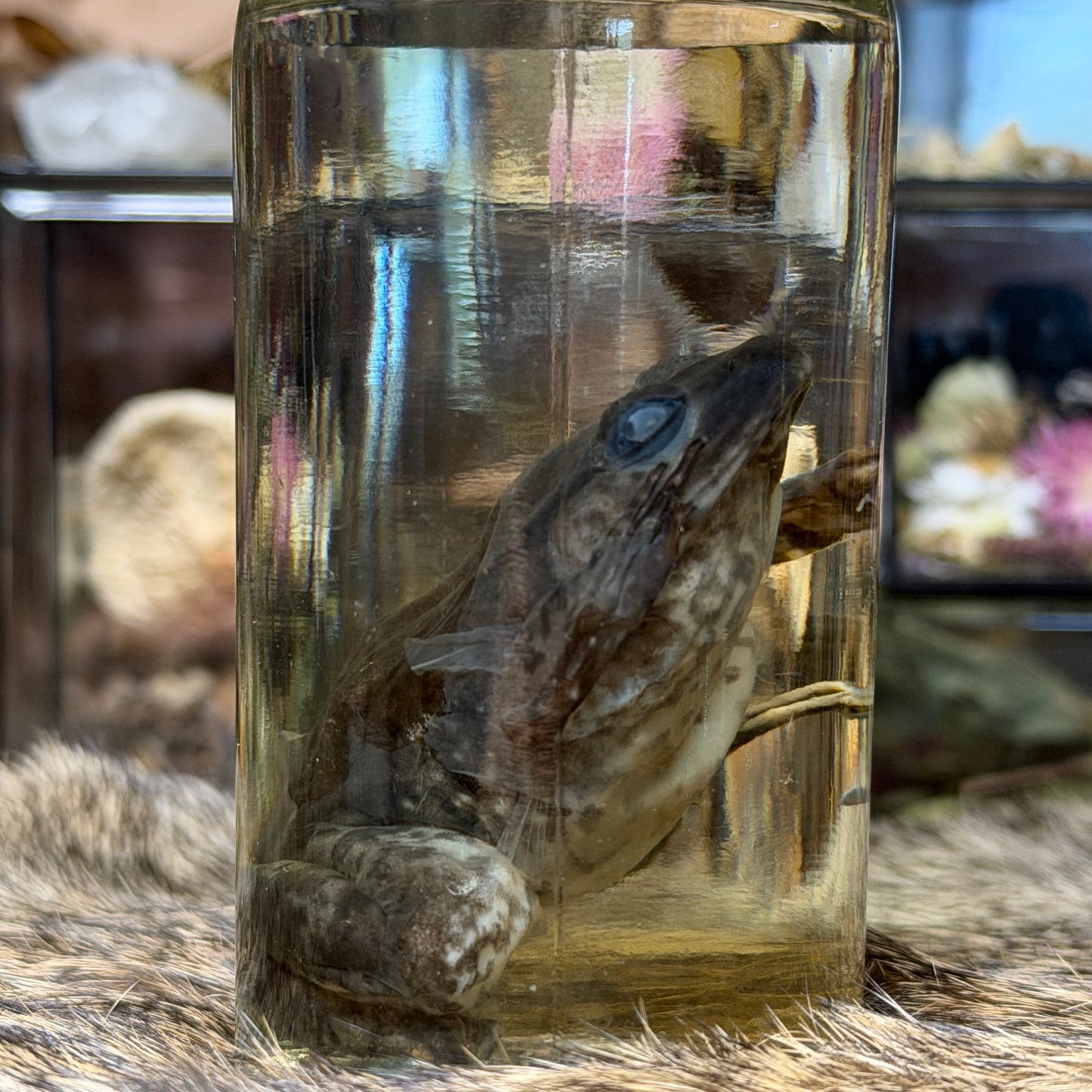 small bullfrog wet specimen