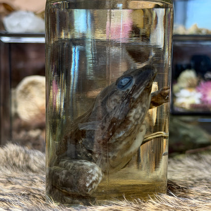 small bullfrog wet specimen