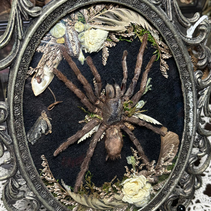 bird eater tarantula vintage frame