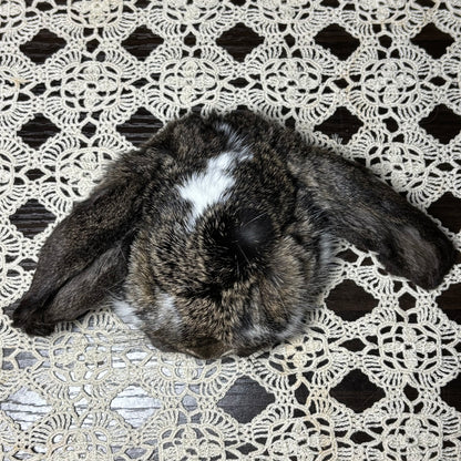mummified domestic rabbit heads