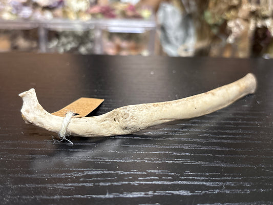 pathological nature cleaned baby goat ribs