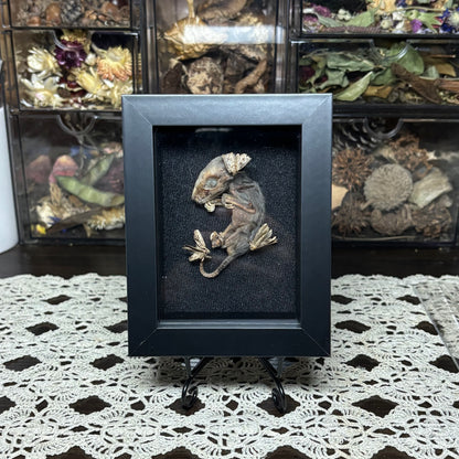 opossum joey & moths frame