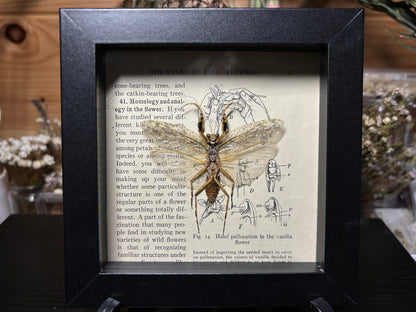 bark mantis frame