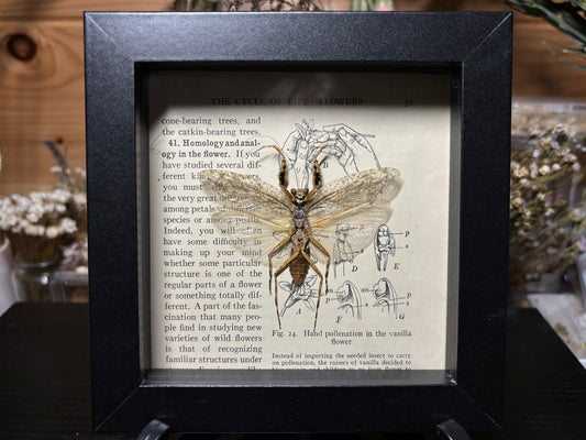 bark mantis frame