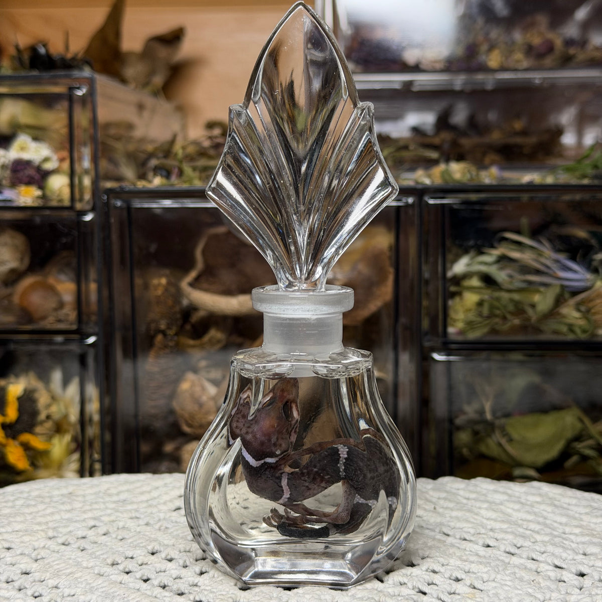cave gecko wet specimen