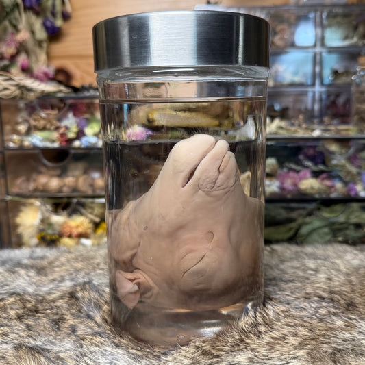 salvaged fetal goat head wet specimen