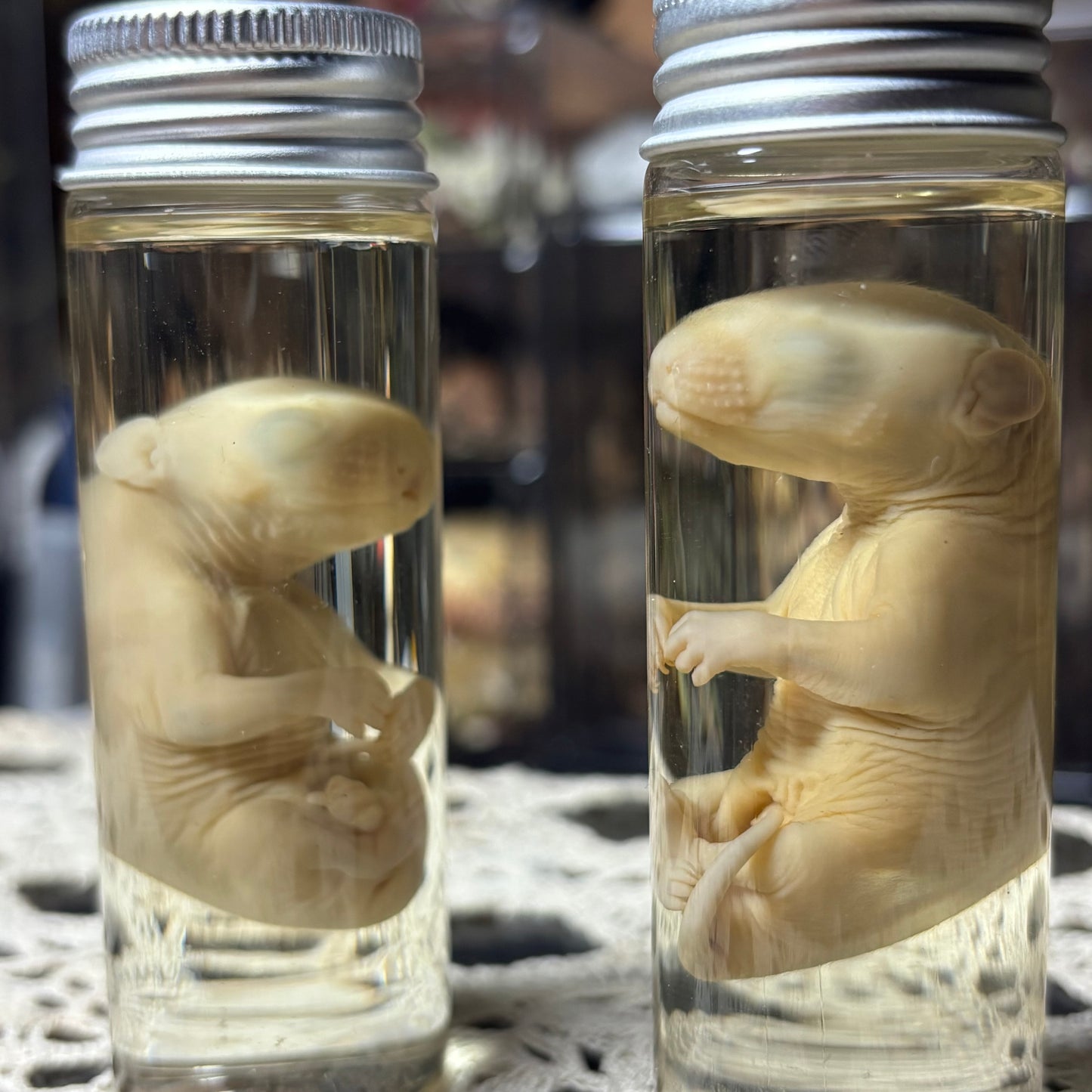 little bald opossum joey wet specimen