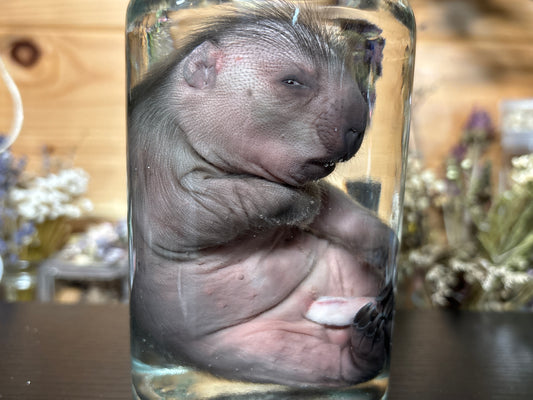 fetal porcupine wet specimen