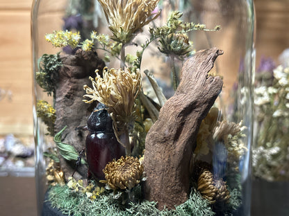 deathhead moth ‘communal’ cloche