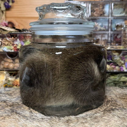 darling baby raccoon wet specimen
