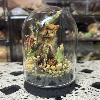 quail hatchling dome shrine