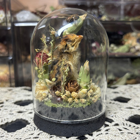 quail hatchling dome shrine