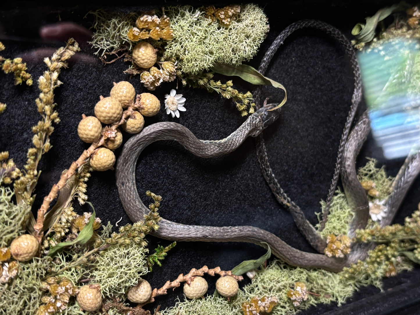 rough green snake shrine frame