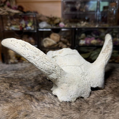nature cleaned goat skull top