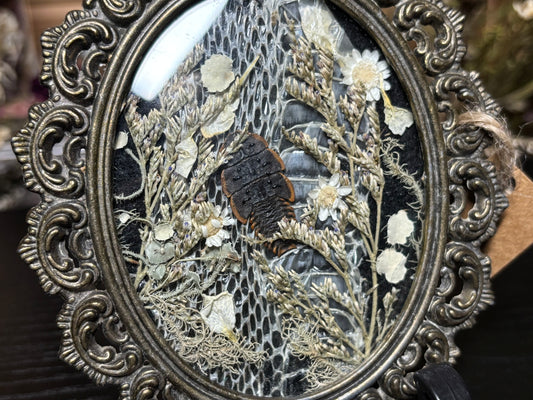 trilobite beetle ornate frame