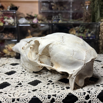 yearling doe skull top