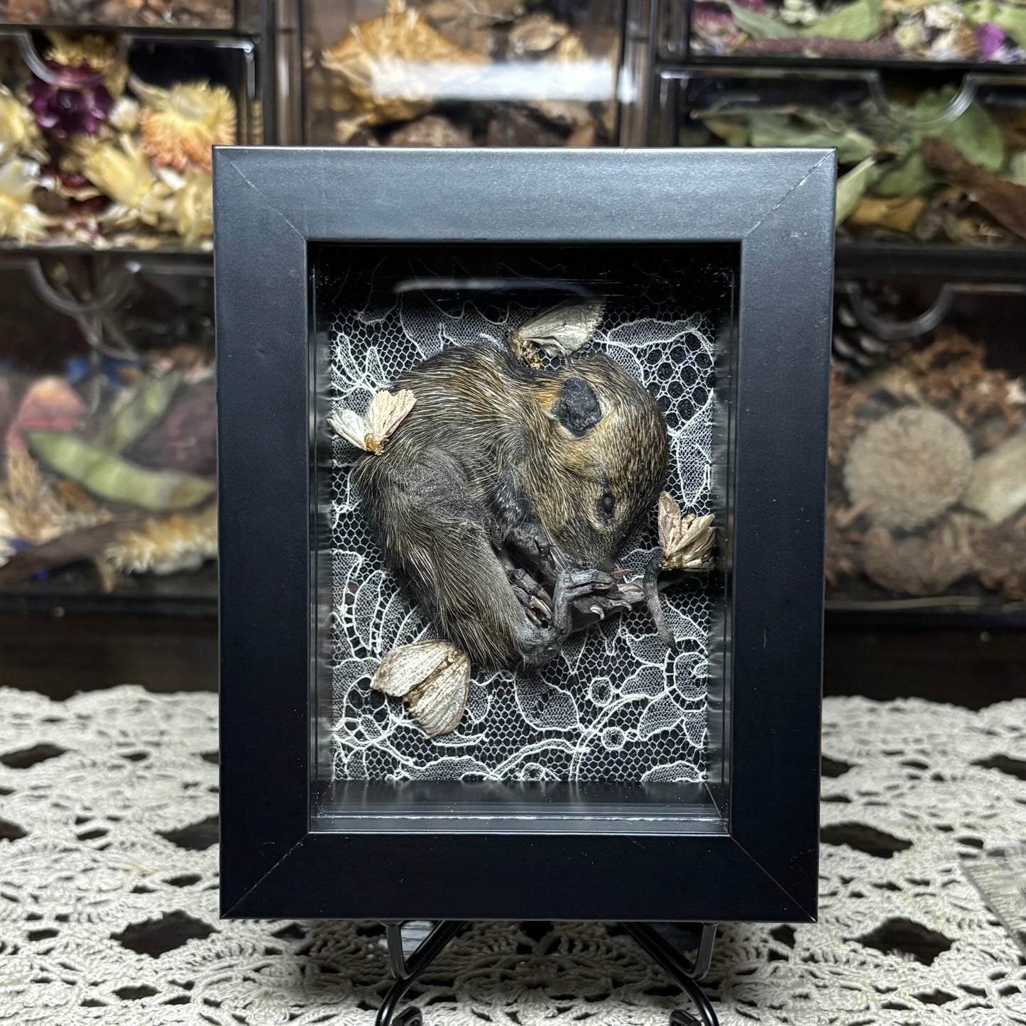 baby nutria & moths frame