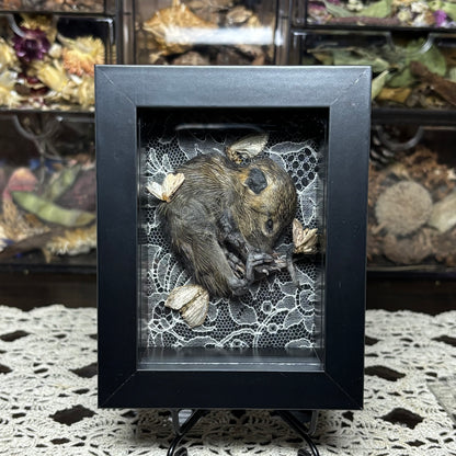 baby nutria & moths frame