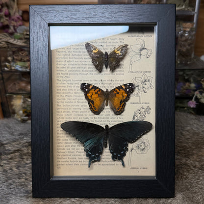 5x7 1930s gardener’s catalogue insect frames
