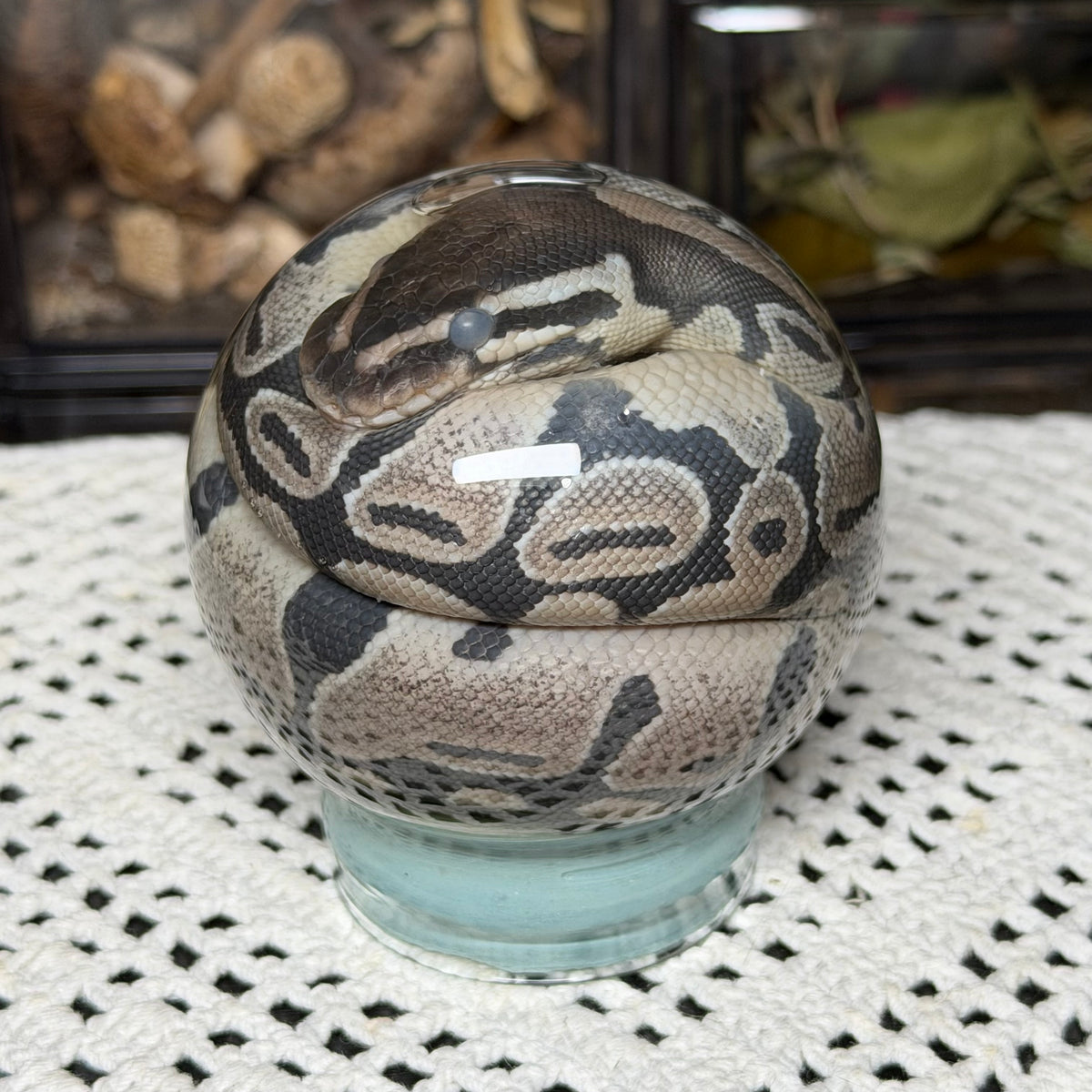hatchling ball python globe wet specimen