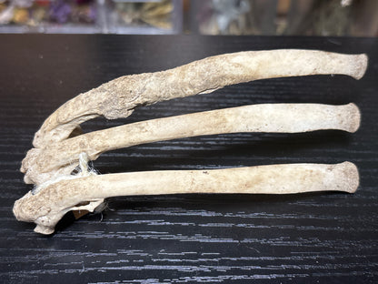 pathological nature cleaned baby goat ribs