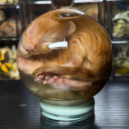 orange tabby kitten globe wet specimen