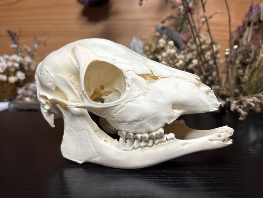male roe deer fawn skull