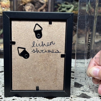 opossum joey & moths frame