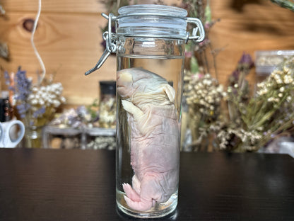 newborn domestic rabbit wet specimen