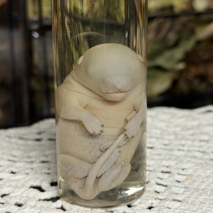 chunky gray squirrel embryo wet specimen